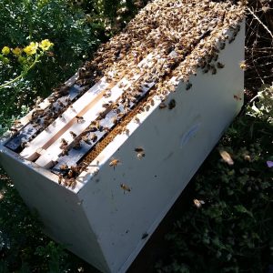 Nucleus Hive of Bees